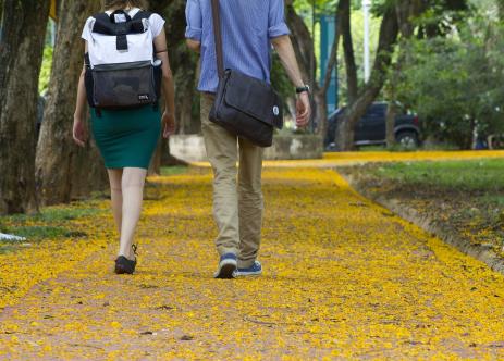Estudantes caminham sobre chão coberto de pétalas no campus (crédito: Marcos Santos/USP Imagens)